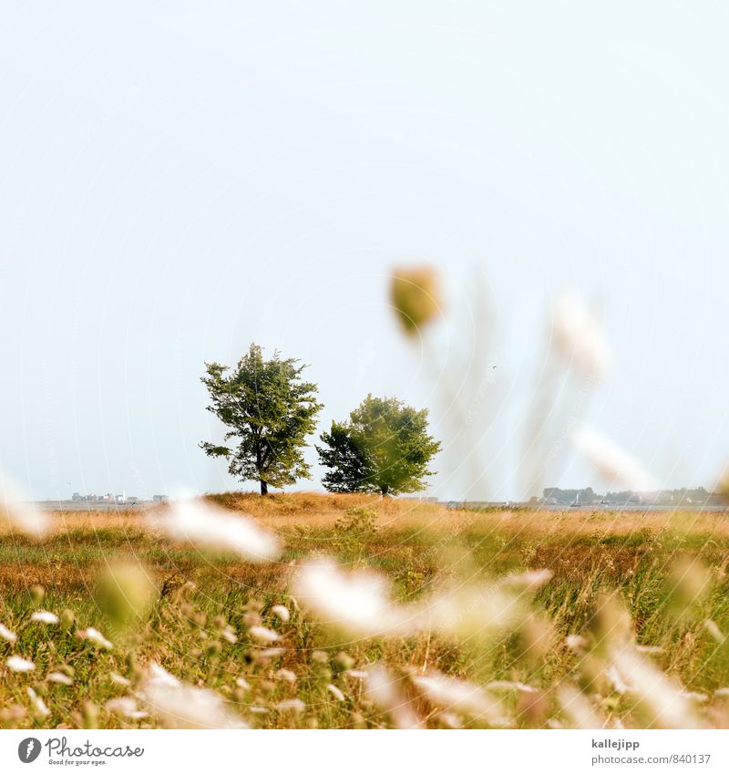 sommer Umwelt Natur Landschaft Pflanze Tier Sommer Baum Blume Gras Sträucher Freundlichkeit nachhaltig Naturschutzgebiet Umweltschutz Nationalpark Farbfoto