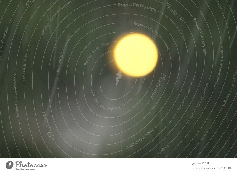 Ein Licht im Regen Umwelt Luft Wasser Wassertropfen Sonne Klima Wetter schlechtes Wetter Garten frisch nass gelb grau grün Willensstärke Güte Vorsicht ruhig