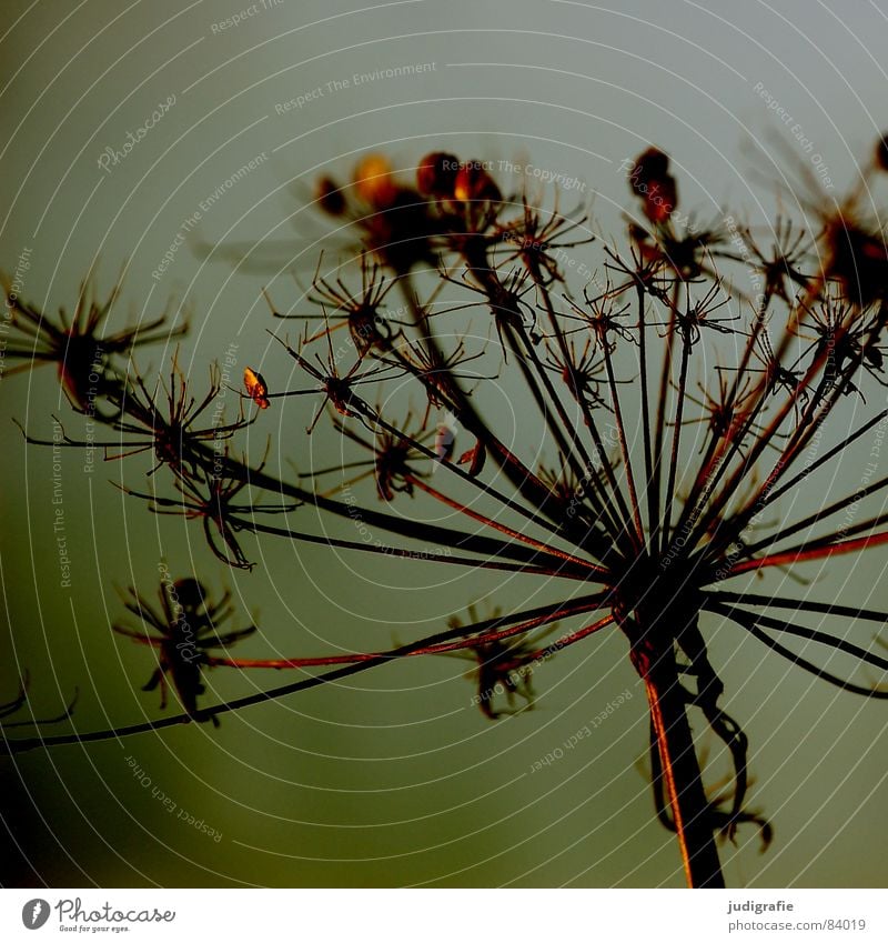 Sterne See Pflanze trocken Dill stachelig Doldenblütler Tod Pflanzenteile welk Wildpflanze Umwelt Botanik Naturphänomene Herbst Vergänglichkeit getrocknet