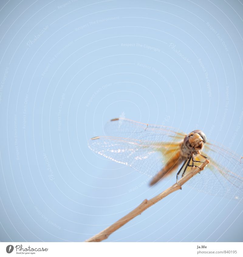 Cheese :) Natur Tier Luft Himmel Wildtier Tiergesicht Flügel Insekt Libelle Libellenflügel 1 glänzend Freundlichkeit blau gelb gold Neugier Interesse Farbfoto