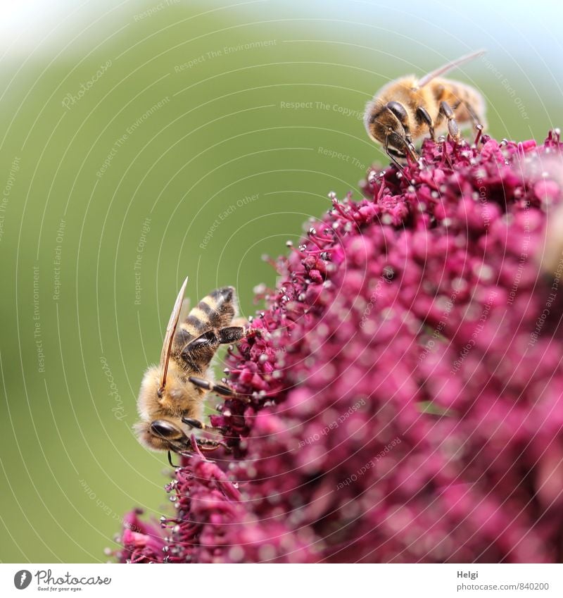 emsig... Umwelt Natur Pflanze Tier Sommer Schönes Wetter Blume Blüte Garten Nutztier Biene 2 Arbeit & Erwerbstätigkeit Blühend ästhetisch authentisch klein