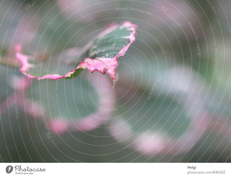 Blatt... Umwelt Natur Pflanze Sommer Baum Park Wachstum ästhetisch außergewöhnlich schön natürlich grün rosa bizarr einzigartig Leben Wandel & Veränderung