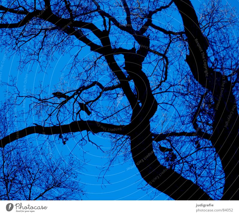 Drei Krähen Baum Wald Rabenvögel schwarz Vogel Wachstum netzartig Umwelt Wildnis Winter Himmel sitzen Ast Zweig Linie Leben Natur Baumstamm