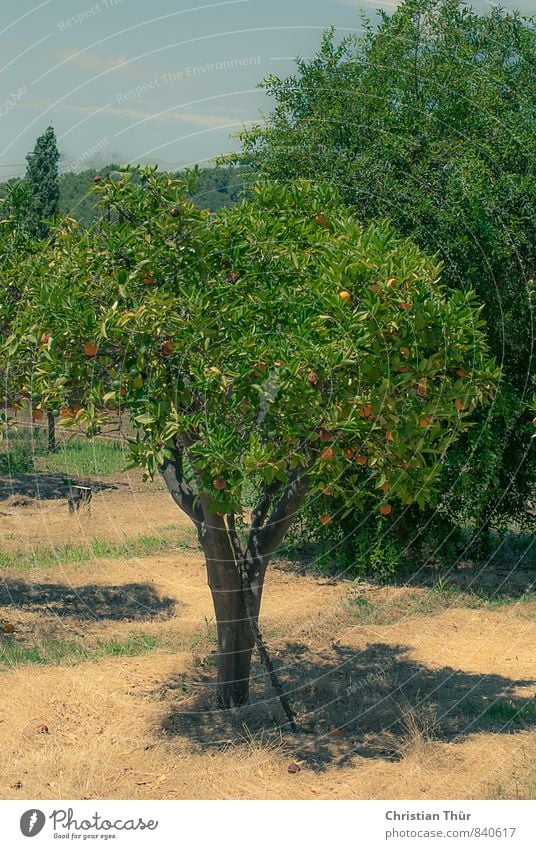 Orangenbaum / Spanien Marmelade Bioprodukte Limonade Glühwein Gesundheit Wohlgefühl Zufriedenheit Sinnesorgane Erholung ruhig Meditation Tourismus Ausflug