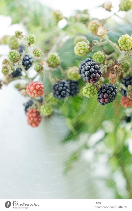 Brombeeren Lebensmittel Frucht Natur Sommer Pflanze Wildpflanze Wachstum dunkel Gesundheit natürlich grün reif unreif vitaminreich Vitamin C lecker Farbfoto