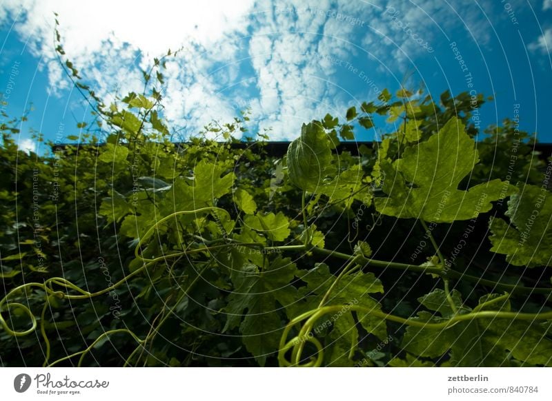 Wein Weinranken Ranke Wachstum Pflanze Grünpflanze Kletterpflanzen Textfreiraum Himmel Wolken Froschperspektive Sommer Blatt Ast Zweig Weingut Weinlese