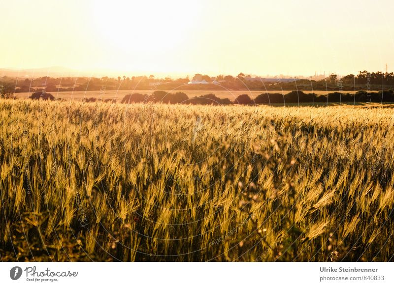 Campo di grano sardo Ferien & Urlaub & Reisen Tourismus Umwelt Natur Landschaft Pflanze Wolkenloser Himmel Frühling Nutzpflanze Getreide Getreidefeld Kornfeld