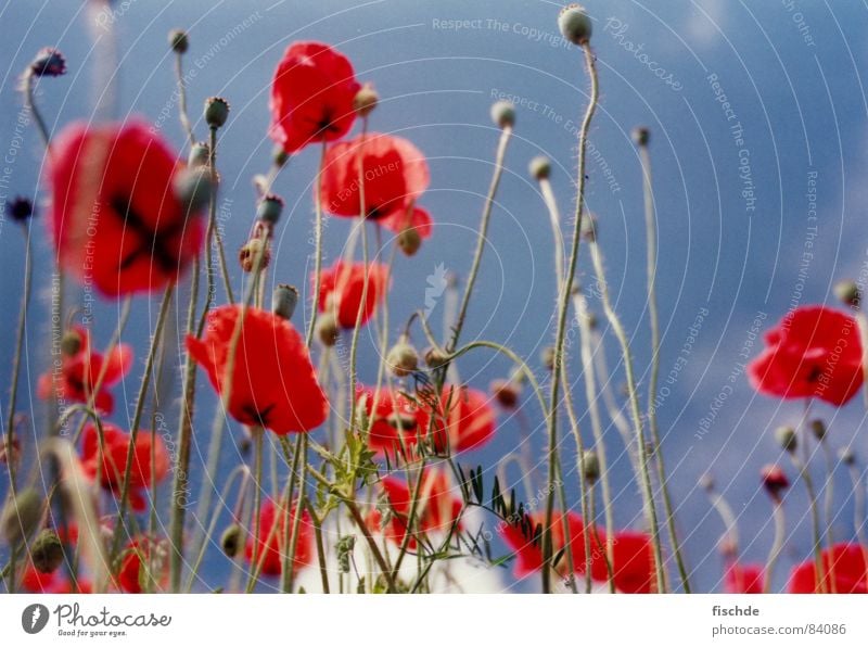 im mohnblumenfeld Mohn rot Blume Feld Froschperspektive Himmel Blauer Himmel Perspektive Blumenwiese Wiese Blüte Gras Sommer in der natur Natur flower sky