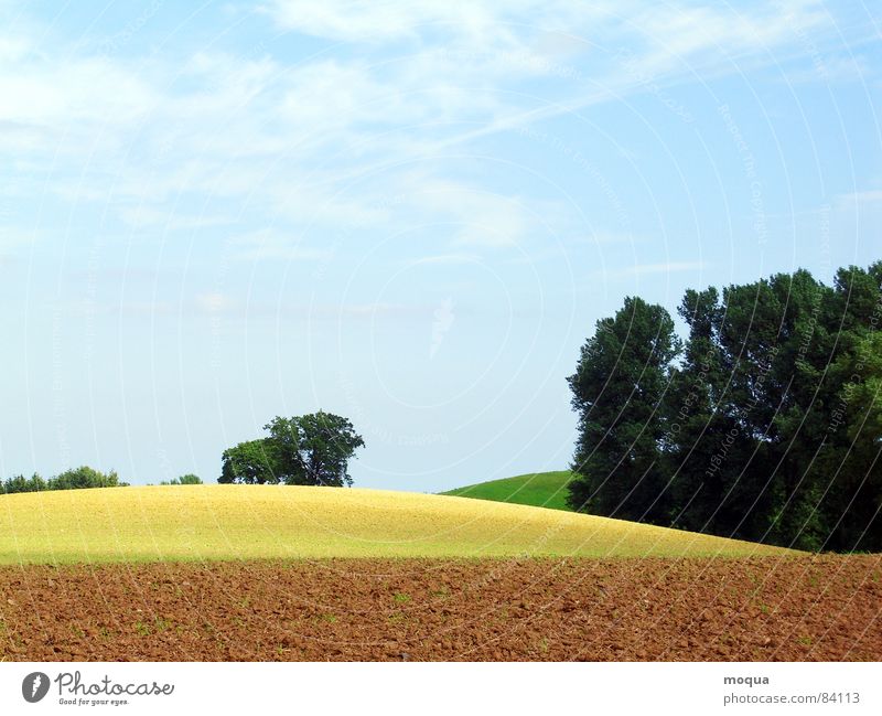 ackergold pflügen Feld Baum Wald Horizont Sonne Schatten Verlauf Hügel Wiese gelb braun grün Landwirtschaft beige Erde Umwelt Wäldchen Aussicht Gras Ackerbau