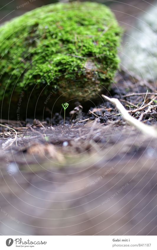 Durchhalten Natur Pflanze Tier Urelemente Erde Sommer Moos Ast Wald Wachstum unten braun grau grün Zufriedenheit Frühlingsgefühle Leben Mittelpunkt nachhaltig