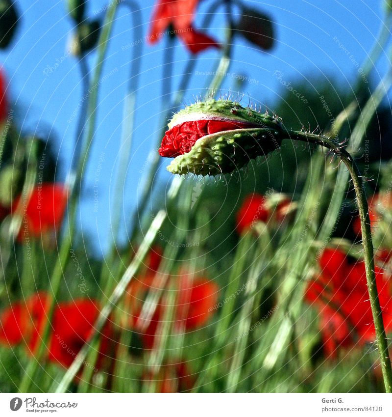 Vollmohn tiefgründig Klatschmohn geplatzt aufgebrochen Blume Mohn rot zart stachelig offen knallig mehrfarbig frisch aufdringlich Blühend Frühling Blumenstrauß