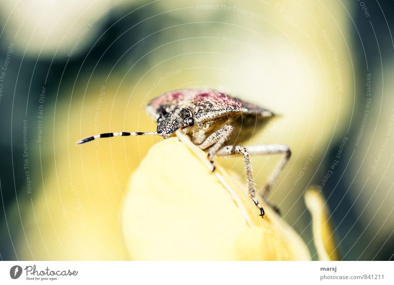 Stinkwanze! Frühling Sommer Schönes Wetter Tier Wildtier Tiergesicht Fühler Insekt Wanze 1 beobachten Erholung krabbeln leuchten Blick außergewöhnlich Duft