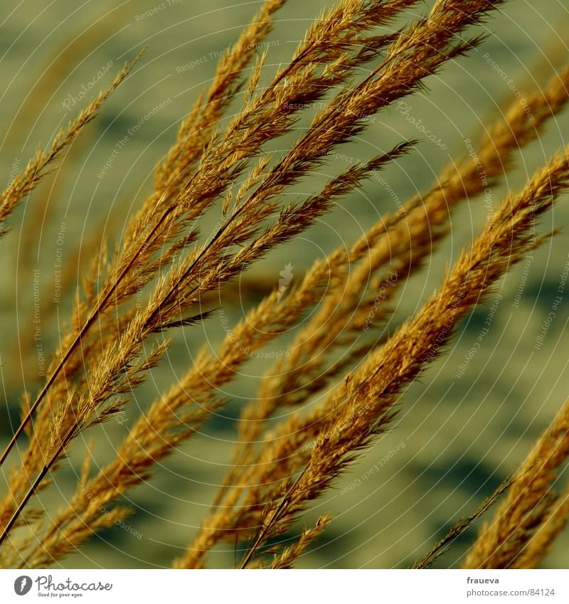 wind im haar Gras gelb Pflanze Pflanzenteile Grasland Röhricht beige Botanik Winter Wildpflanze Wind wehen gelblich braun Traurigkeit