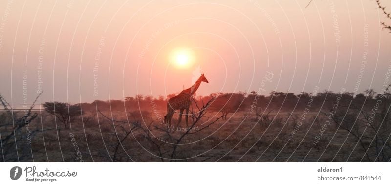 Giraffe in freier Wildbahn Natur Landschaft Pflanze Tier Himmel Sonne Schönes Wetter Wärme Gras Sträucher 1 ästhetisch exotisch Ferne gigantisch Kitsch