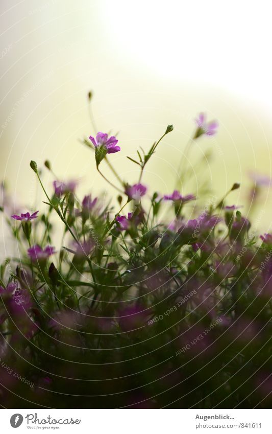 Schleierkraut... Natur Pflanze Sonnenaufgang Sonnenuntergang Sommer Schönes Wetter Blume Sträucher Blüte Garten Wiese Duft schön maritim natürlich weich ruhig