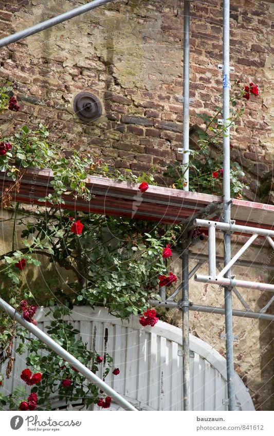 rose auf gerüst. Häusliches Leben Hausbau Renovieren Gartenarbeit Baustelle Handwerk Baugerüst Pflanze Rose Blüte Park Ruine Bauwerk Gebäude Architektur Mauer