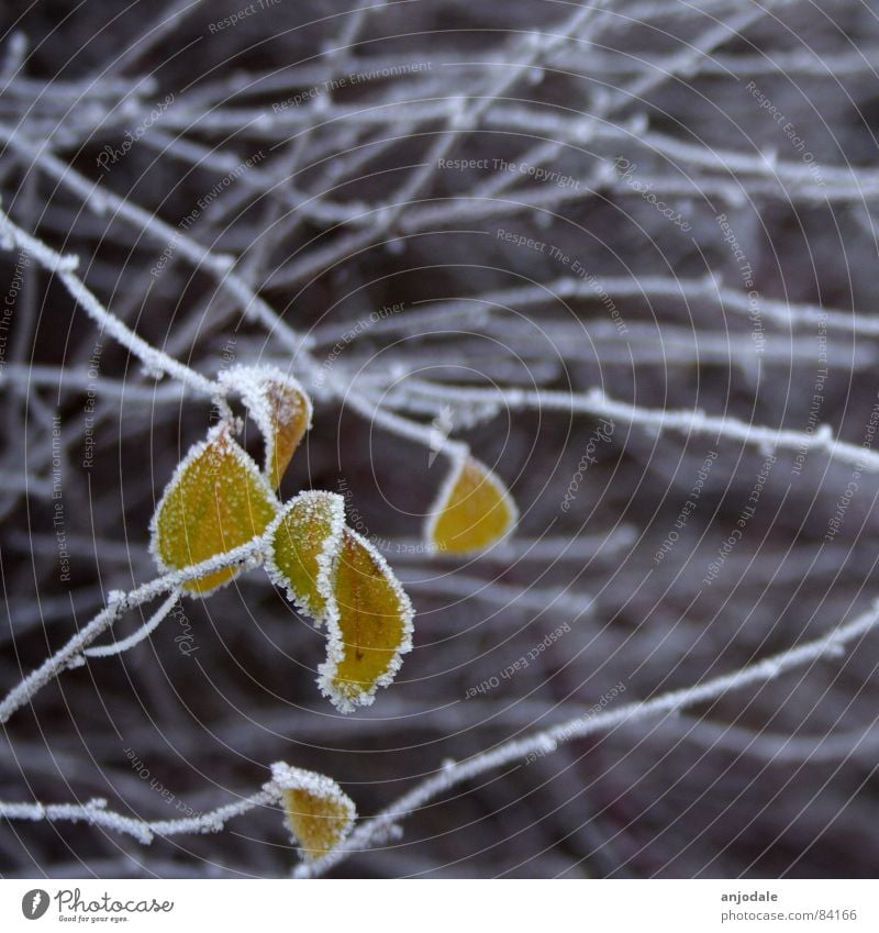 Nebelzucker kalt Raureif Jahreszeiten Eis Blatt gelb Sträucher Zucker Zuckerguß Hoffnung dunkel Winter Frost Ast Schnee Natur Lampe Traurigkeit