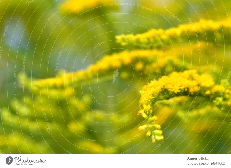 noch ist Sommer... Umwelt Natur Landschaft Sonne Schönes Wetter Pflanze Gras Sträucher Wildpflanze Wiese Feld frisch saftig gelb grün Frühlingsgefühle