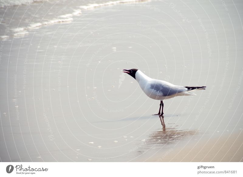 "kurt, und vergiss' den fisch nicht!" Umwelt Natur Landschaft Urelemente Sand Wasser Wellen Küste Strand Meer Tier Vogel 1 schreien Möwe Lachmöwe Schnabel Kopf