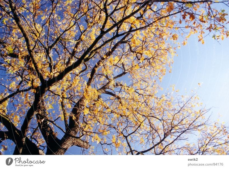 Orange und blau Farbfoto mehrfarbig Menschenleer Textfreiraum rechts Tag Kontrast Sonnenlicht Blick nach unten Umwelt Natur Landschaft Pflanze Luft