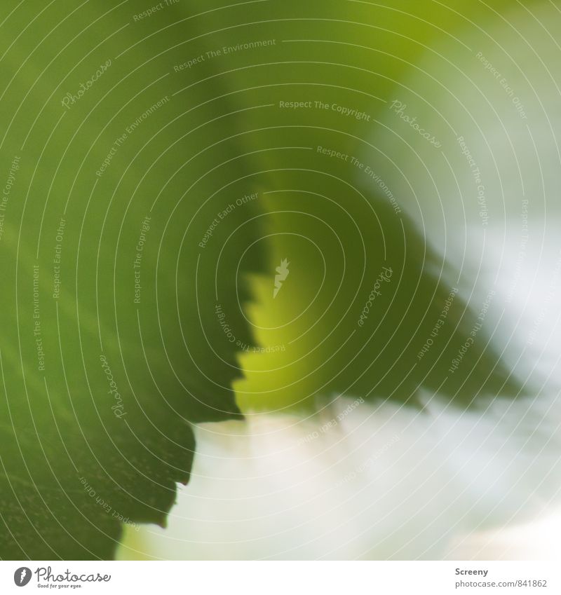 Ebenen Natur Pflanze Frühling Sommer Baum Blatt Park Wald grün Gelassenheit ruhig Wachstum Farbfoto Detailaufnahme Makroaufnahme Menschenleer Tag Schatten