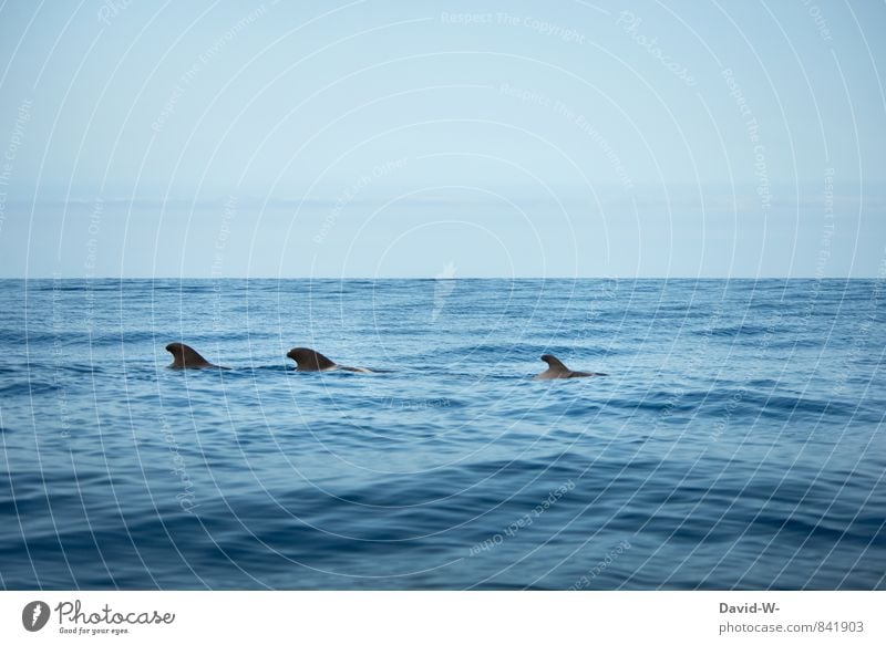 Delfinschule Umwelt Natur Wasser Wellen Küste Meer Pazifik Kreuzfahrt Segelboot Tier Haifisch Delphine Säugetier 3 Tiergruppe Herde Schwarm Rudel Tierfamilie