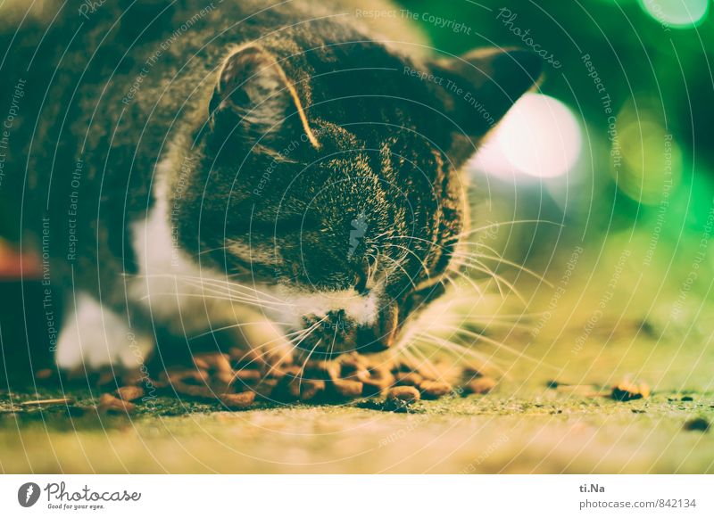 Summer Picnic Natur Garten Haustier Wildtier Katze Essen Fressen genießen frei Freundlichkeit Gesundheit schön natürlich niedlich feminin wild braun gelb grau