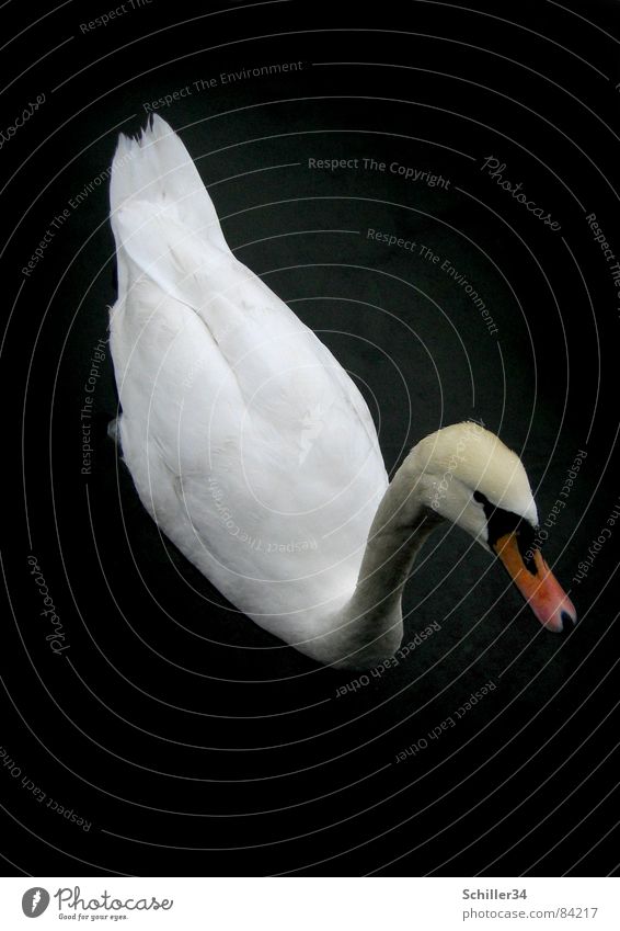 Le curieux cygne II See Zürich See dunkel Schwan Federvieh Tier Lebewesen Vogel Schnabel Steg Schwanz Wellen Holz schwarz Neugier Appetit & Hunger schön edel