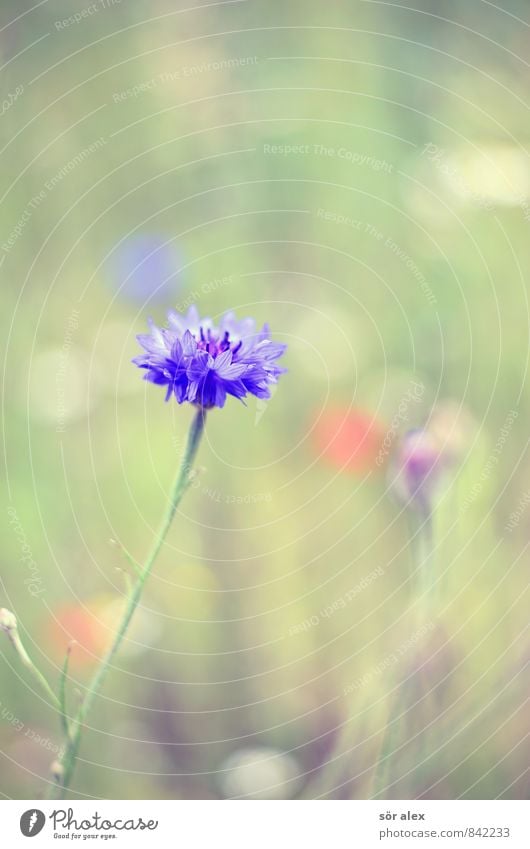 i Umwelt Natur Pflanze Sommer Blume Blüte Wildpflanze Kornblume Blumenwiese schön blau grün Geborgenheit Warmherzigkeit Treue Romantik friedlich Güte trösten