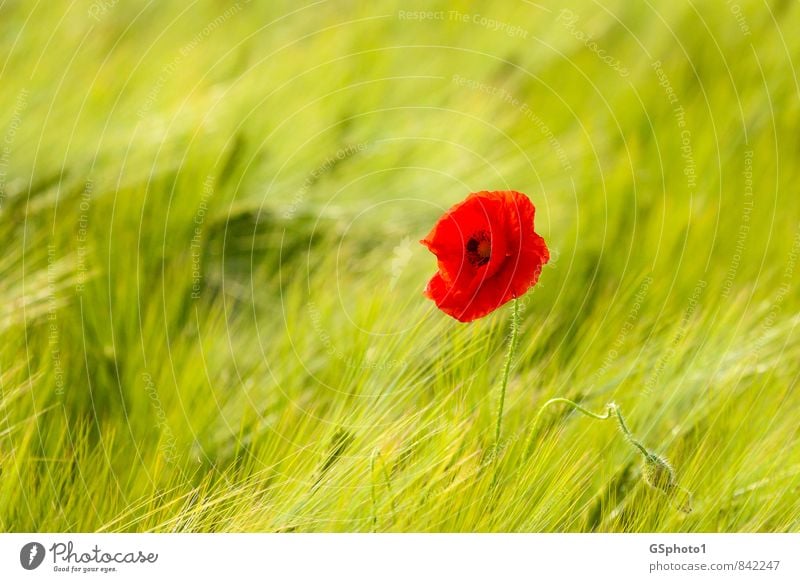 Frühsommermohn Ausflug Sommer Natur Pflanze Sonnenlicht Schönes Wetter Blume Blüte Wildpflanze Mohn Mohnblüte Wiese Feld grün rot Weizenfeld Getreidefeld