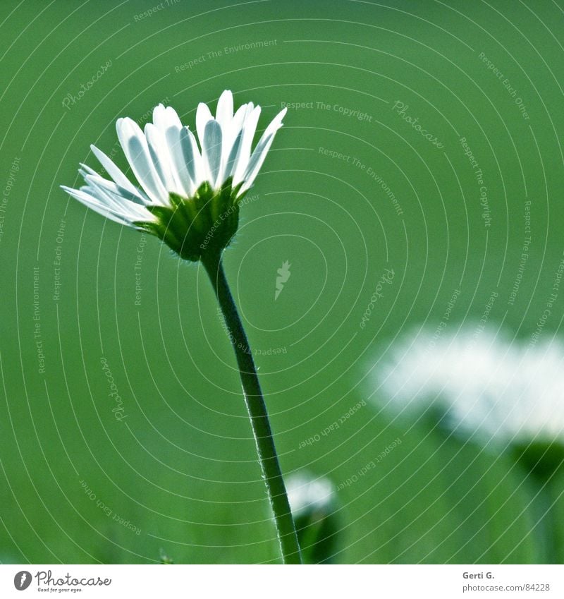 daisy's day Kräutertee Heilpflanzen Blüte Stengel Blumenwiese Margerite Natur Sommer Wiese Wiesenblume frisch Orakel Frühling sommerlich leicht beschwingt