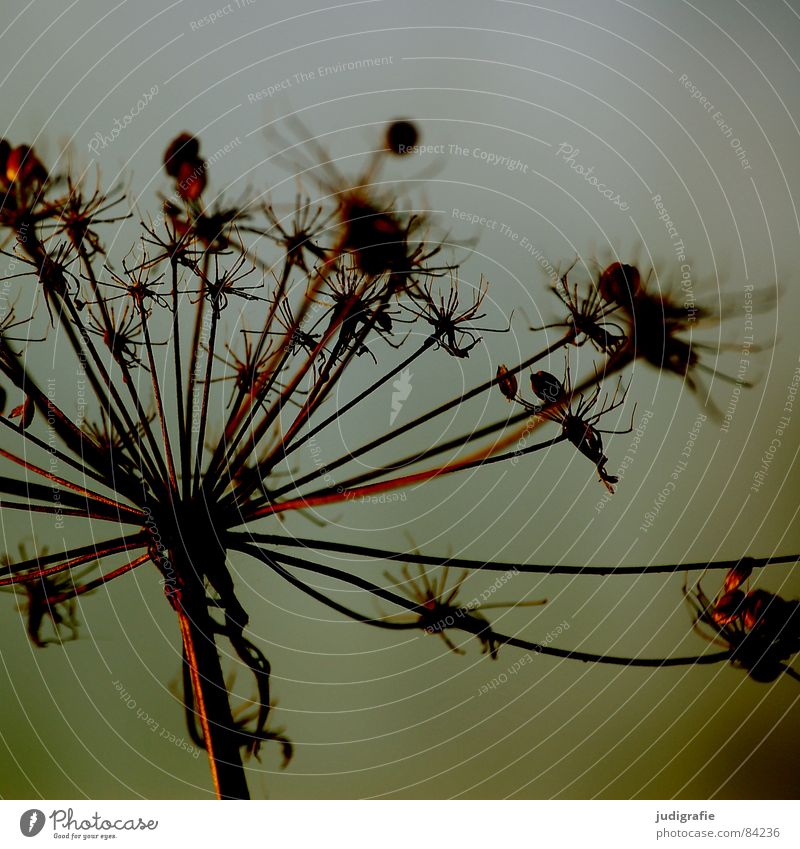 Sterne II See Pflanze trocken Dill stachelig Doldenblütler Tod Pflanzenteile welk Wildpflanze Umwelt Botanik Naturphänomene Herbst Vergänglichkeit getrocknet