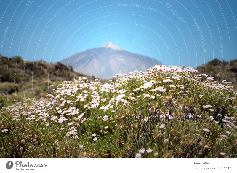 Vulkan Teide auf Teneriffa Ferien & Urlaub & Reisen Tourismus Ausflug Abenteuer Ferne Sommerurlaub Sonne Insel Berge u. Gebirge wandern Natur Landschaft Pflanze