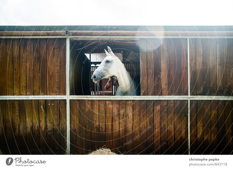 white beauty Freizeit & Hobby Reitsport Stall Pferdestall Tier Nutztier 1 Blick Stolz Schimmel pferdebox Farbfoto Außenaufnahme Menschenleer Textfreiraum oben