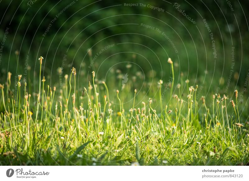 Hörst du das Gras wachsen? Pflanze Sommer Blüte Grünpflanze Garten Park Wiese Wachstum natürlich Natur Farbfoto Außenaufnahme Nahaufnahme Menschenleer