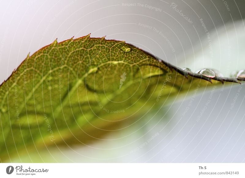 Blatt Natur Pflanze Wassertropfen Frühling Sommer Blühend ästhetisch authentisch einfach elegant nah nass natürlich Frühlingsgefühle Regen Tropfen harmonisch