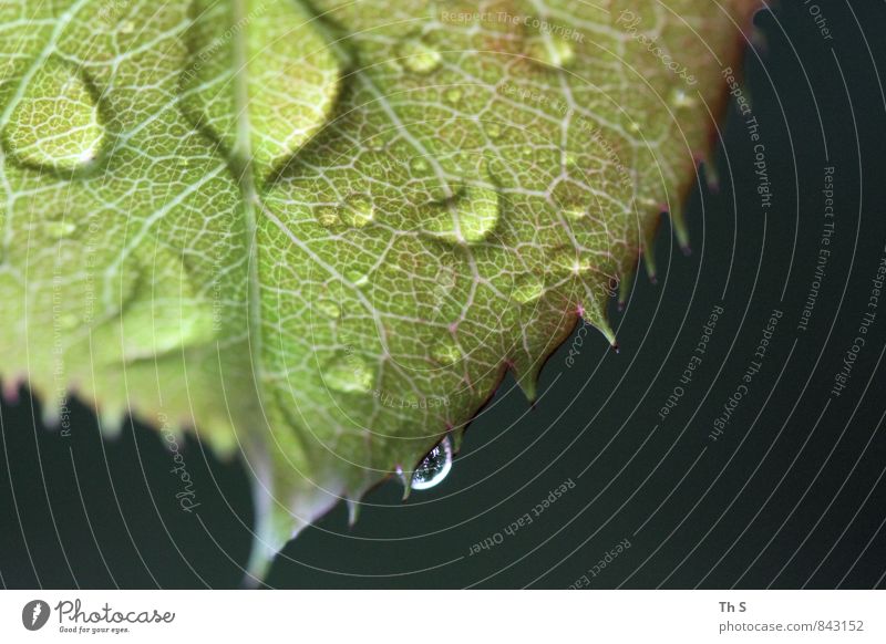 Blatt Natur Frühling Sommer schlechtes Wetter Regen Blühend ästhetisch authentisch Coolness einfach elegant nass natürlich grün schwarz Frühlingsgefühle Tropfen