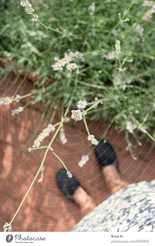 Gärtnerin Frau Erwachsene 1 Mensch Sommer Schönes Wetter Blume Garten Rock Schuhe verblüht authentisch natürlich Lavendel Wege & Pfade Beine Gartenarbeit