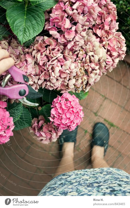 Gärtnerin II Frau Erwachsene 1 Mensch Sommer Pflanze Blume Garten Rock Schuhe Arbeit & Erwerbstätigkeit authentisch Erholung Zufriedenheit Hortensie