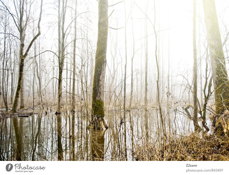 Ein Tag wie jeder andere Umwelt Natur Landschaft Wasser Sonne Sonnenlicht Winter Schönes Wetter Baum Sträucher Flussufer frisch nachhaltig natürlich ruhig