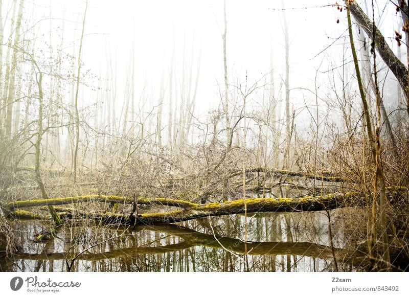 Zauberwald Umwelt Natur Landschaft Herbst schlechtes Wetter Nebel Baum Sträucher Wald Gesundheit hell kalt nachhaltig natürlich trist ruhig Einsamkeit