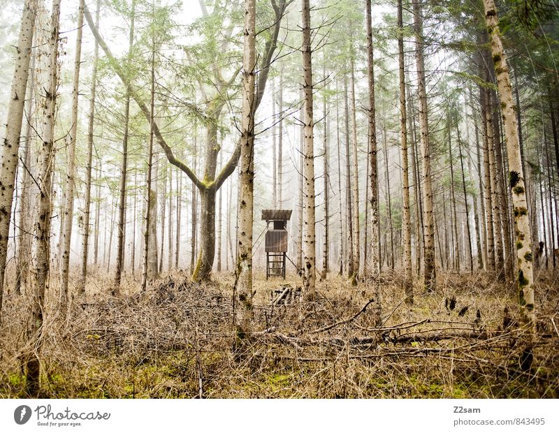 Jägerstand Umwelt Natur Landschaft Herbst Klima Wetter Nebel Gras Sträucher Wald Hochsitz Ferne kalt nachhaltig natürlich gelb grün ruhig Einsamkeit