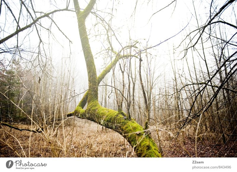 Zauberwald Umwelt Natur Landschaft Herbst Winter Klima schlechtes Wetter Nebel Baum Gras Sträucher Moos Wald Fröhlichkeit kalt nachhaltig natürlich gelb grün