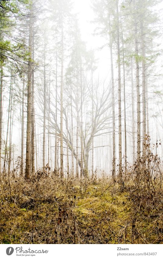 Zauberwald Umwelt Natur Landschaft Herbst schlechtes Wetter Nebel Baum Sträucher Wald frisch kalt nachhaltig natürlich gelb grün ruhig träumen Einsamkeit