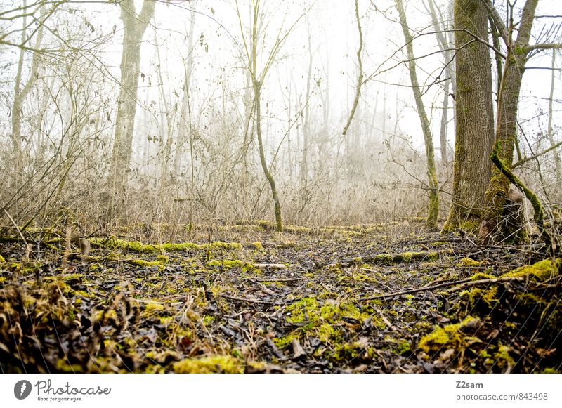 Back to the woods Umwelt Natur Landschaft Herbst Winter schlechtes Wetter Nebel Baum Sträucher Moos Wald kalt nachhaltig natürlich braun gelb grün Einsamkeit