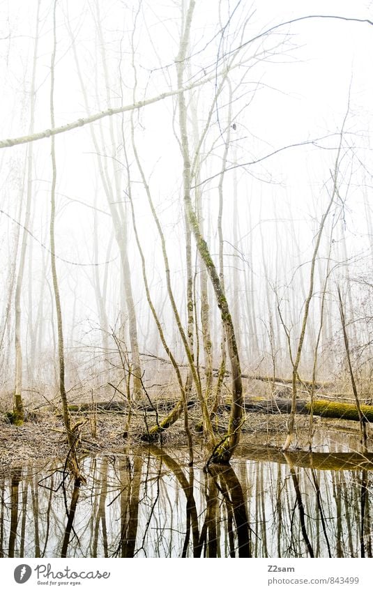 Zauberwald Umwelt Natur Landschaft Sonnenlicht Herbst Winter Nebel Baum Wald Moor Sumpf See ästhetisch frisch kalt natürlich ruhig träumen bizarr Einsamkeit