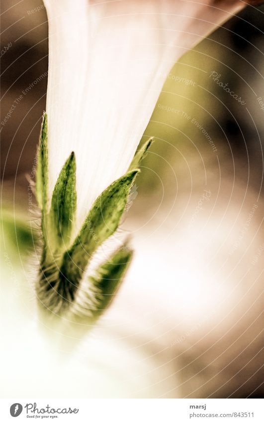 Kelch Natur Pflanze Sonnenlicht Sommer Blüte Nutzpflanze Blütenkelch Kelchblatt Winde Blühend Duft außergewöhnlich dunkel authentisch einfach elegant frisch