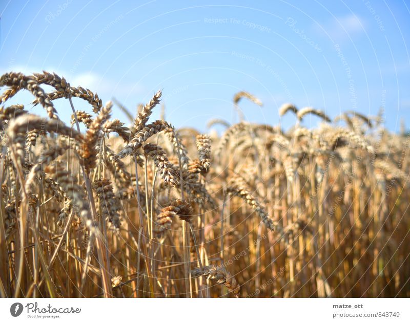 Getreidefeld im Sommer Landwirtschaft Forstwirtschaft Natur Landschaft Sonnenlicht Schönes Wetter Pflanze Nutzpflanze Feld Kornfeld Roggen Frühlingsgefühle