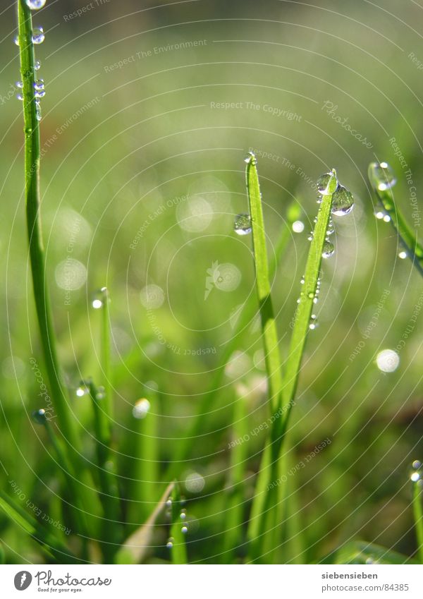 Im Morgenlicht Beleuchtung glänzend schön Wiese Gras Halm grün Wassertropfen feucht nass frisch saftig Lichteinfall Naturphänomene Sonnenaufgang hell prächtig