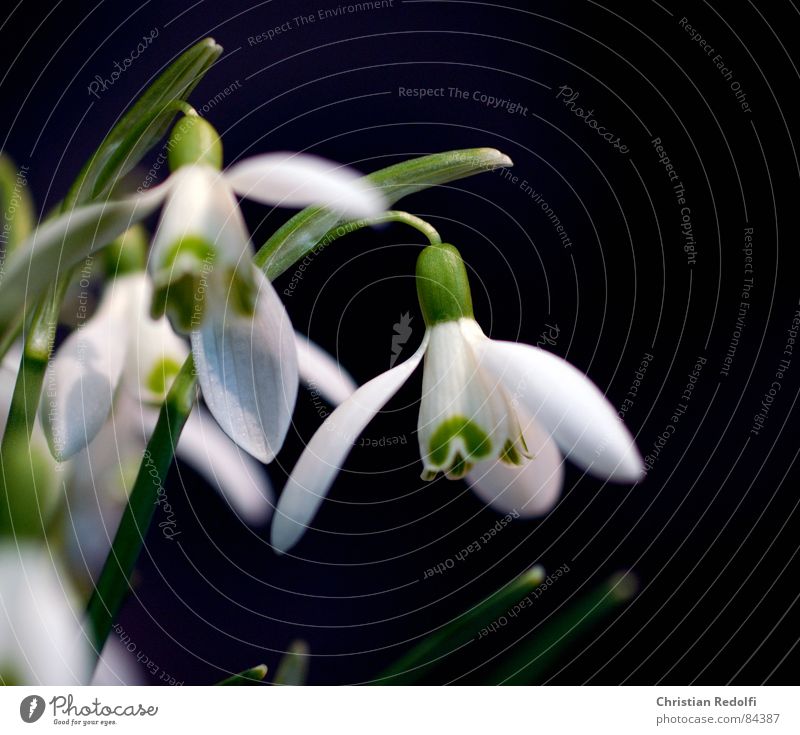 Galanthus nivalis Pflanze Blüte Frühling Schneeglöckchen schwarz grün Garten weiß Weiß-Klee Frühlingsblume Makroaufnahme Nahaufnahme Schwarzweißfoto